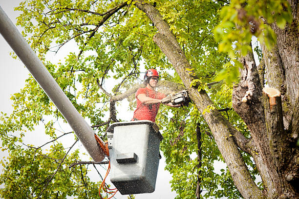 Leaf Removal in Eagleton Village, TN